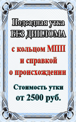 Стоимость подсадной утки без диплома с кольцом МПП
