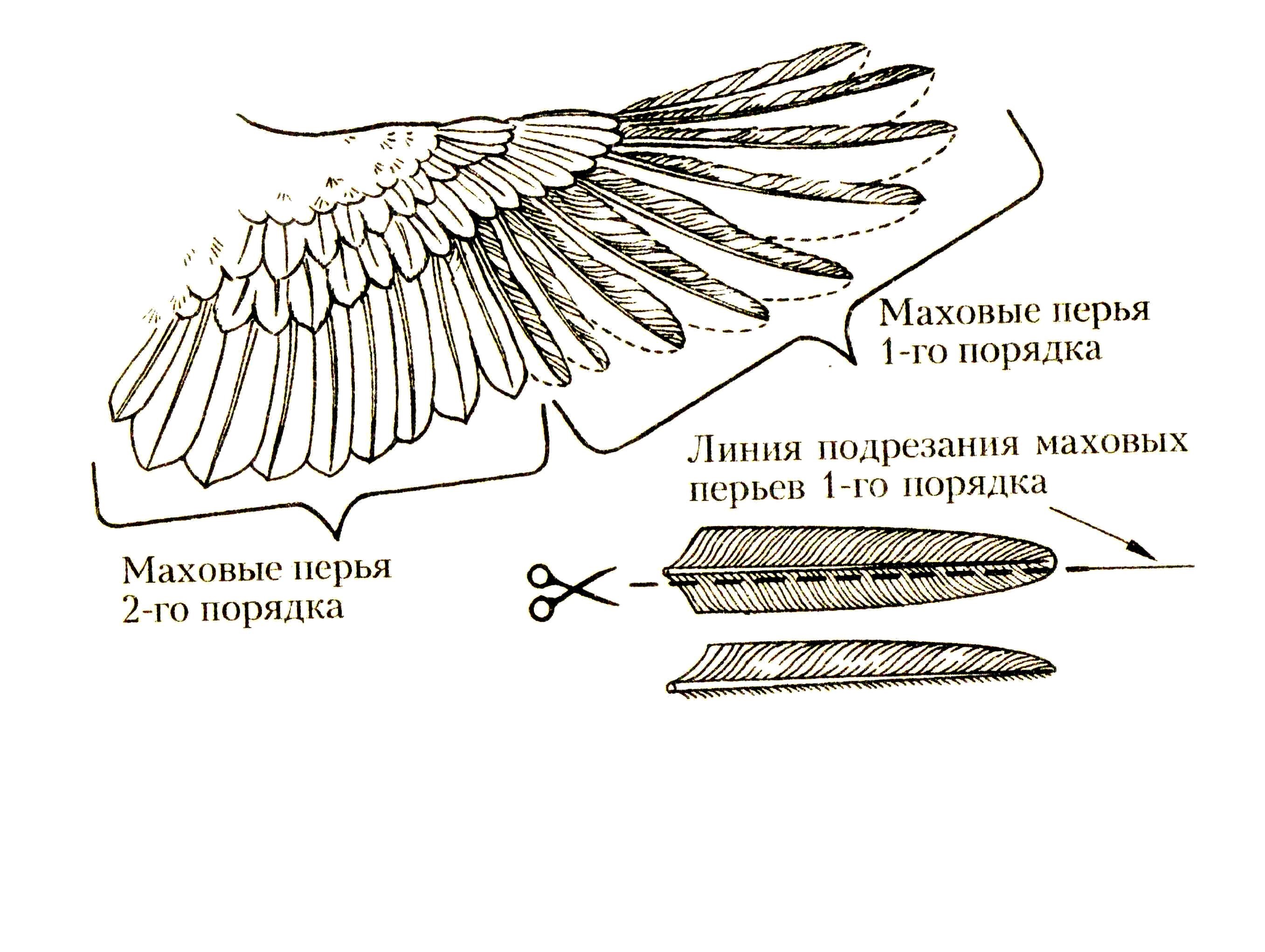 маховые и рулевые перья